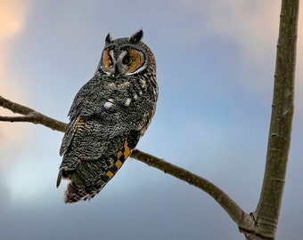 Long-eared Owl awake at Sunset
