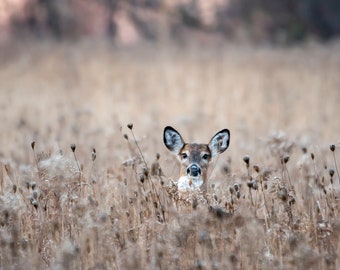 Female White-tailed deer in the frosty morning