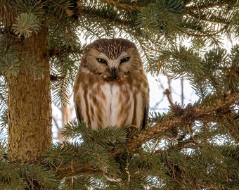 Northern Saw-whet Owl perched in spruce tree