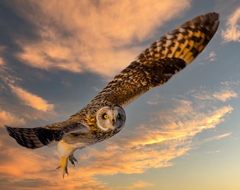 Wunderschöne Sumpfohreule im Flug bei Sonnenuntergang