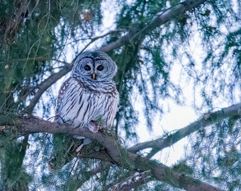 Barred Owl at dusk perched in spruce tree