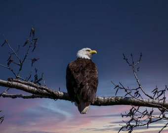 Bald Eagle at sunset