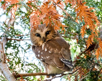 May include: A small northern saw-whet owl with brown and white speckled feathers and large yellow eyes perched on a tree branch surrounded by green and orange foliage. The owl is looking directly forward with its head slightly tilted to the side.