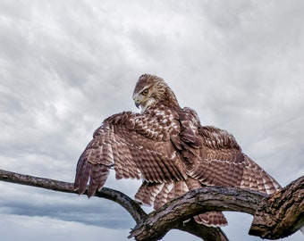 Red-tailed hawk in fighting pose