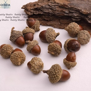 May include: A selection of brown acorns with textured caps, some with stems. The acorns are scattered on a white surface, with a piece of bark in the background. The image has a natural, autumnal aesthetic.