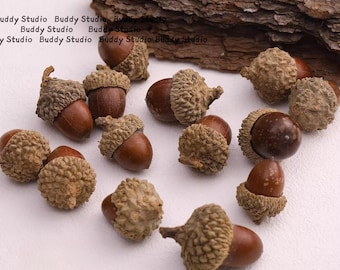May include: A selection of brown acorns with textured caps, some with stems. The acorns are scattered on a white surface, with a piece of bark in the background. The image has a natural, autumnal aesthetic.
