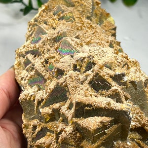 May include: A cluster of iridescent pyrite crystals with a golden yellow hue. The crystals are clustered together in a rough, natural formation.