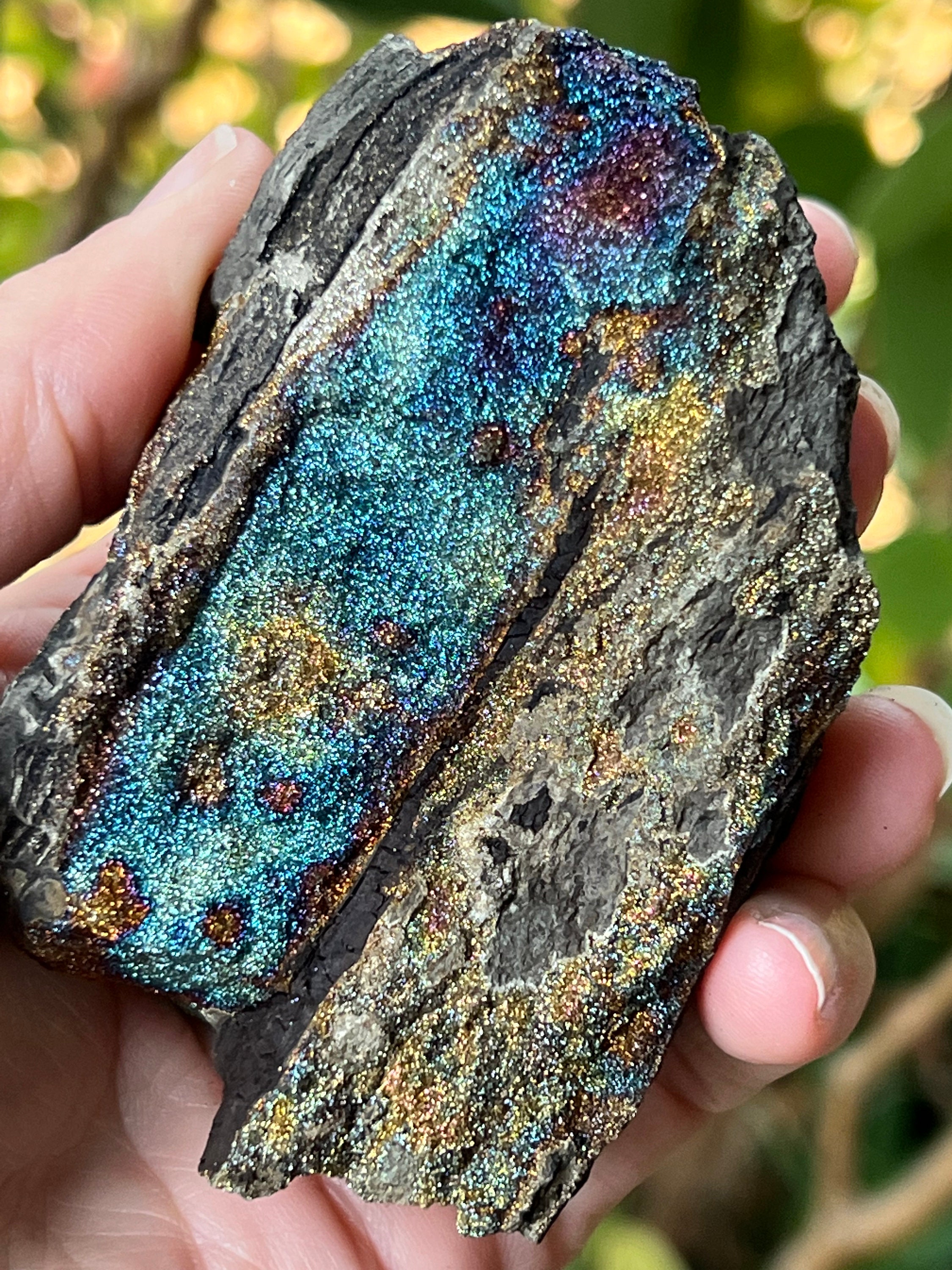 マウイマリ E studs opalized wood mauimari Permineralized Fossilized Wood W/ Rainbow Marcasite: Cabinet