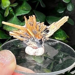 Golden Rutile on Hematite from Brazil, MIN Miniature 1.6 in.