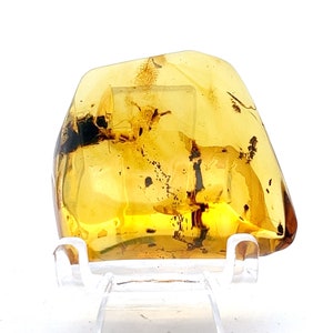 Chiapas Amber w/ Insects & Insect Debris from Mexico: MIN Miniature 1.25in/11.7g