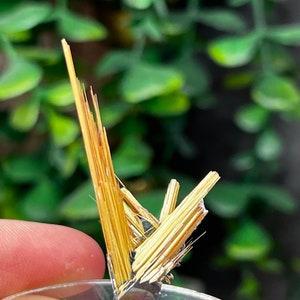 Golden Rutile on Hematite from Brazil, MIN Miniature 1.75 in.