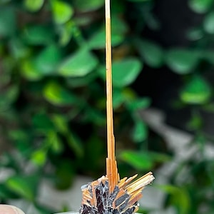 Golden Rutile on Hematite from Brazil, MIN Miniature 2in.