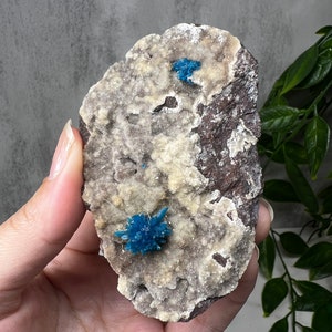 Könnte beinhalten: Nahaufnahme eines Steins mit zwei Büscheln blauer Kristalle. Der Stein ist hellbraun mit einer weißen, kristallisierten Oberfläche.