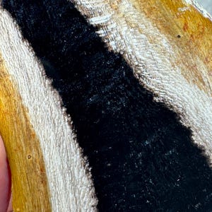 May include: A close-up view of a piece of natural wood featuring a prominent, irregular black resin inlay running vertically through the center. The wood displays a light tan, textured grain pattern with visible fibers and natural edges.