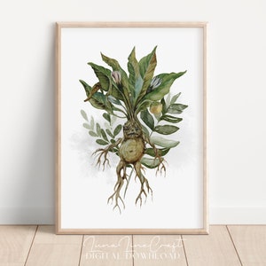 Set of Three Mandrake Herbology Prints Magic Botanical Watercolor ...
