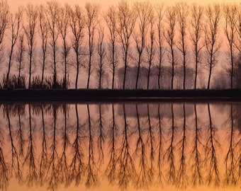 Perfect reflection - Fine art print of a perfect reflection in the Padule di Fucecchio, Italy, printed on high quality museum art paper