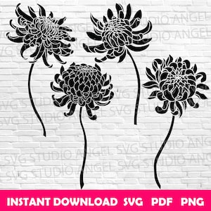 Chrysanthemum svg Chrysanthemum svg cut files Chrysanthemum Cricut Chrysanthemum svg bundle Chrysanthemum Vector Chrysanthemum silhouette