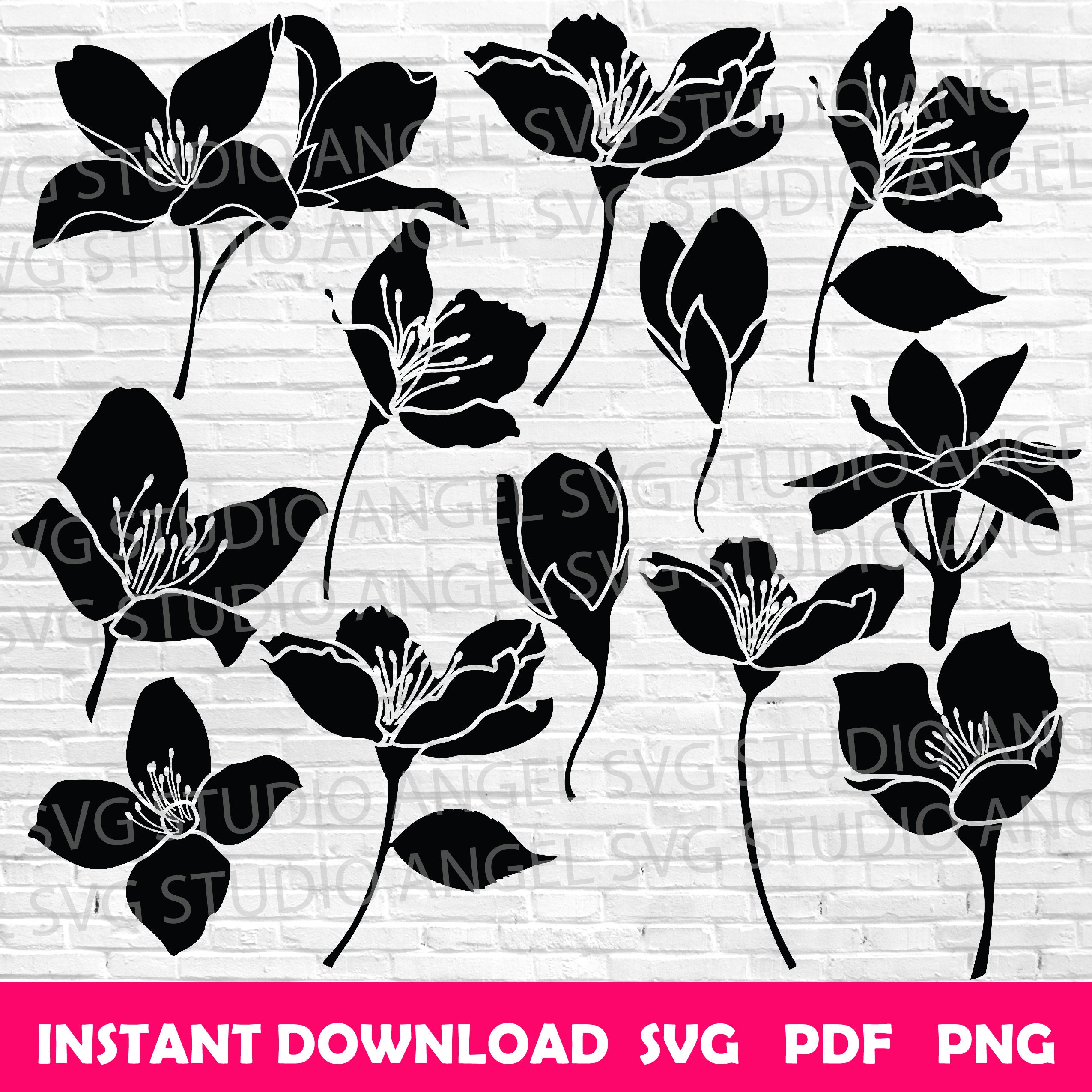 Jasmine Svg Jasmine Flower Svg Jasmine Cricut Svg Jasmine Svg Cut Files