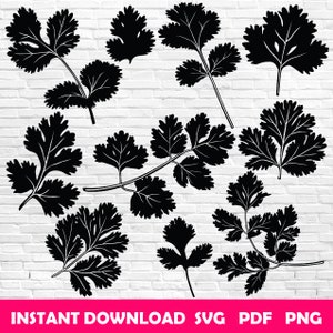 Cilantro svg Coriander leaf svg Cilantro Cricut Cilantro vector Cilantro svg cut files Cilantro svg bundle Cilantro silhouette Herb svg