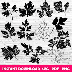 Parsley svg Parsley svg cut files Parsley Cricut svg Parsley Vector Parsley clipart Parsley silhouette Parsley svg bundle Parsley herb svg