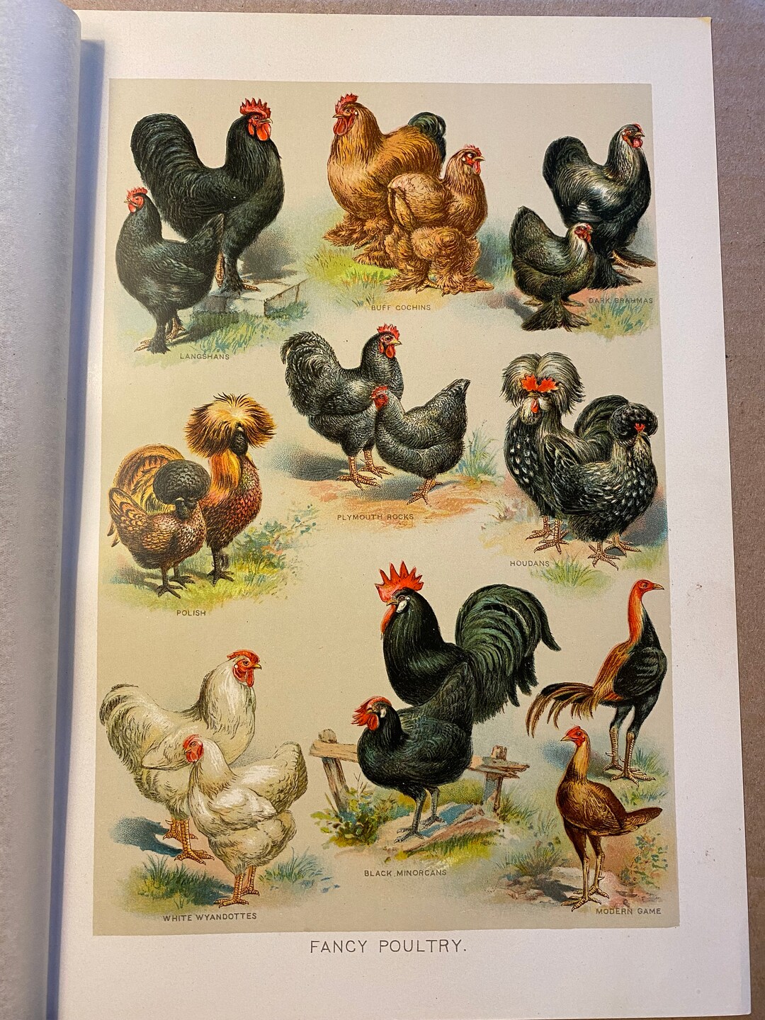 Original Poultry Illustration From Antique Encyclopedia Etsy Original Poultry Illustration From Antique Encyclopedia Etsy