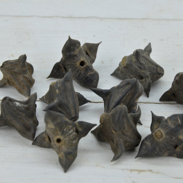 Rare spiny and hard Pods River - Set of 10 natural pods - Amulet pods - Crafting Pods River - Talisman water devil - Ward from evil - Decor