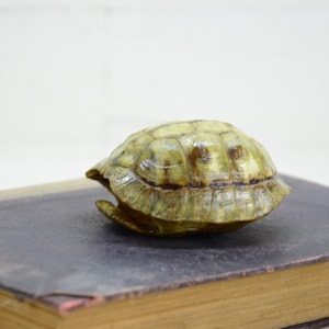 May include: A turtle shell with a light green and brown pattern rests on a dark book. The shell is oval-shaped with visible segments and a textured surface. The book has a worn, aged appearance.