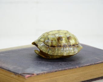 Turtle shell - natural shell turtle - Distressed turtle shell of terrestrial turtle - Texidermy animal bones - Shell of terrestrial turtle