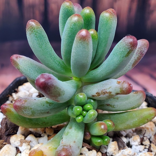 Succulent Jelly Bean Etsy