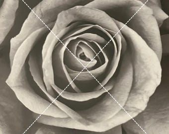 Black and White Rose
