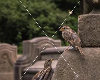 Bird Freeze Action Photo