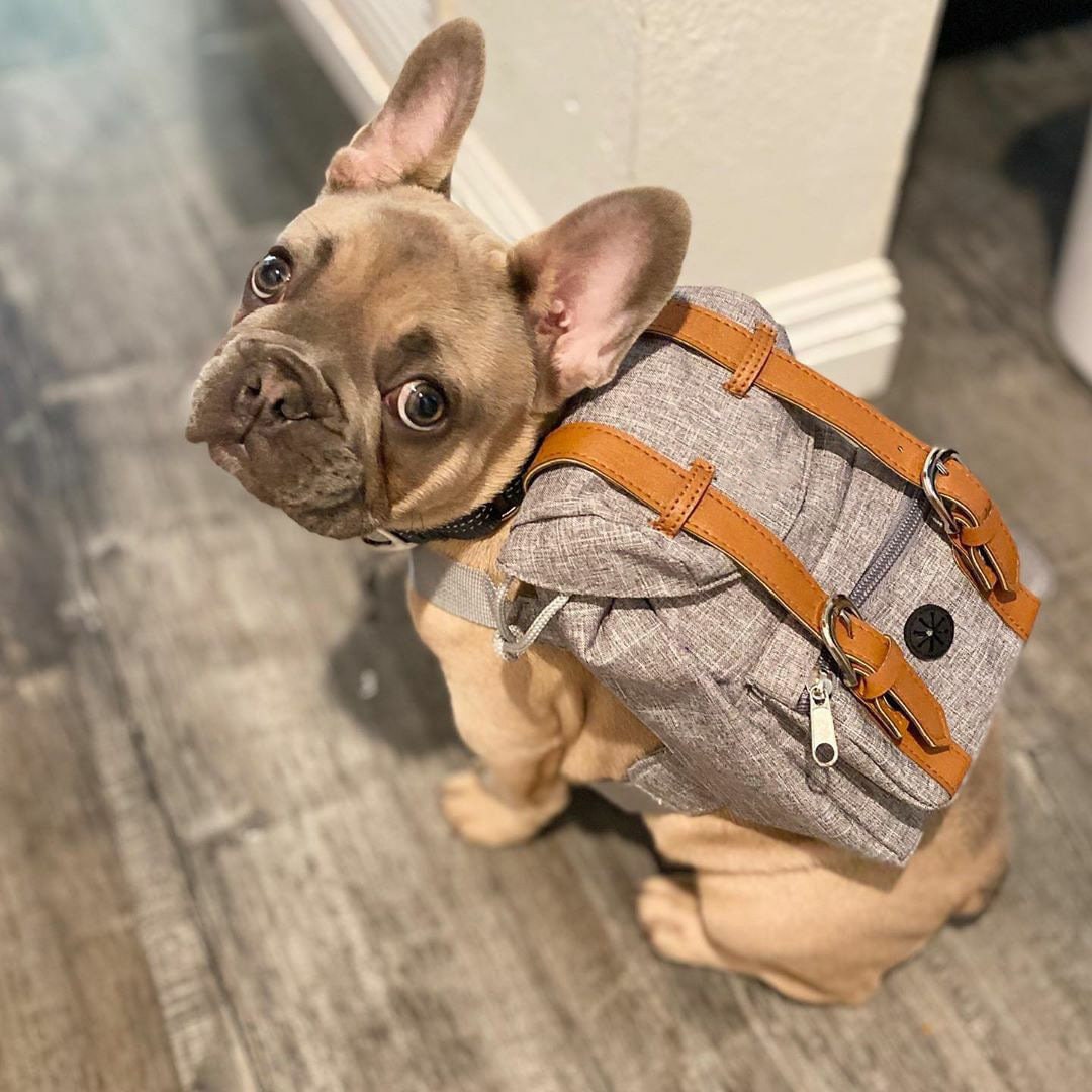 dog haversack