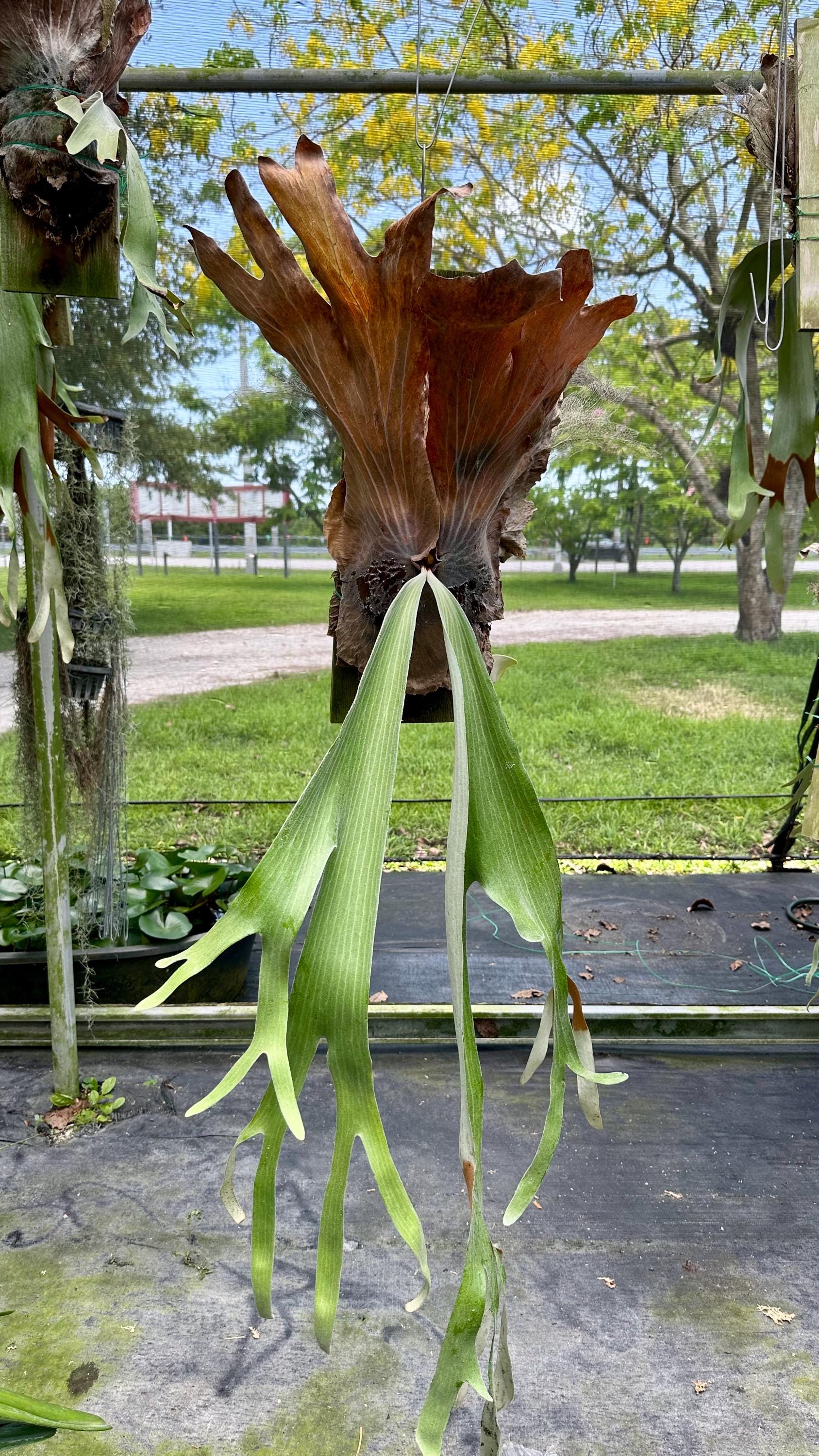 ESTABLISHED Platycerium Andinum (peruvian) on Plaque Size Jumbo - Etsy