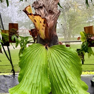 Established Platycerium elephantotis Size Jumbo
