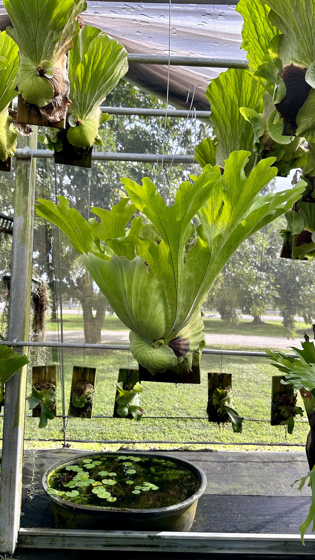 ESTABLISHED Platycerium Grande on Plaque Size XL - Etsy