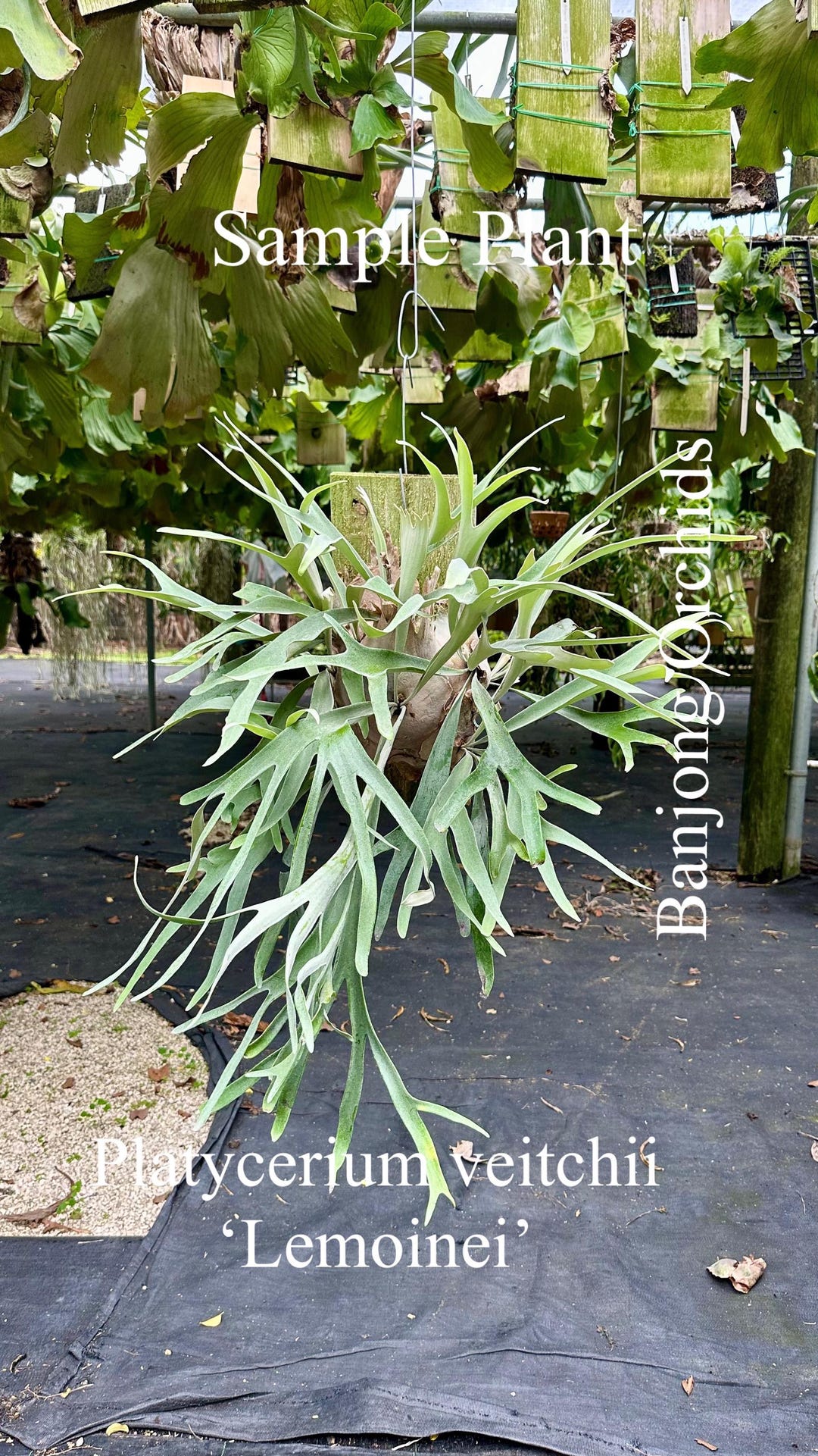 ESTABLISHED Platycerium Veitchii Lemoinei (australia) on Plaque - Etsy