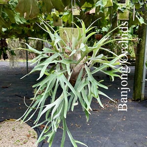 【タイムセール】PLATYCERIUM 'LEMOINEI'レモイネイ Platycerium Lemoinei - Etsy
