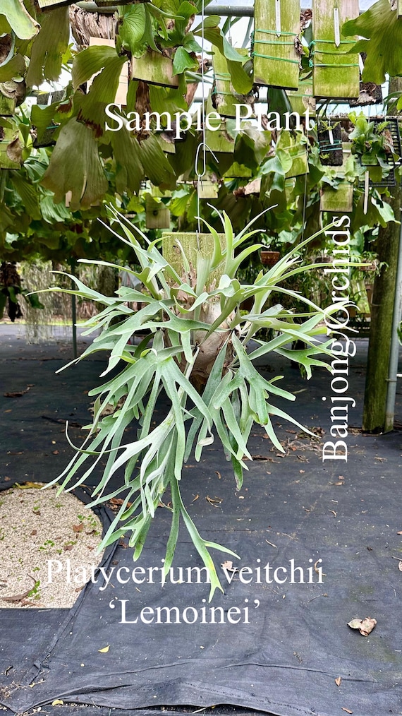 ESTABLISHED Platycerium Veitchii Lemoinei (australia) on Plaque - Etsy