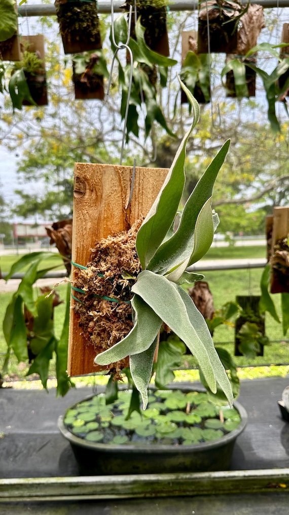 Platycerium veitchii Lemoinei (bk#1) ビカクシダ レモイネイ