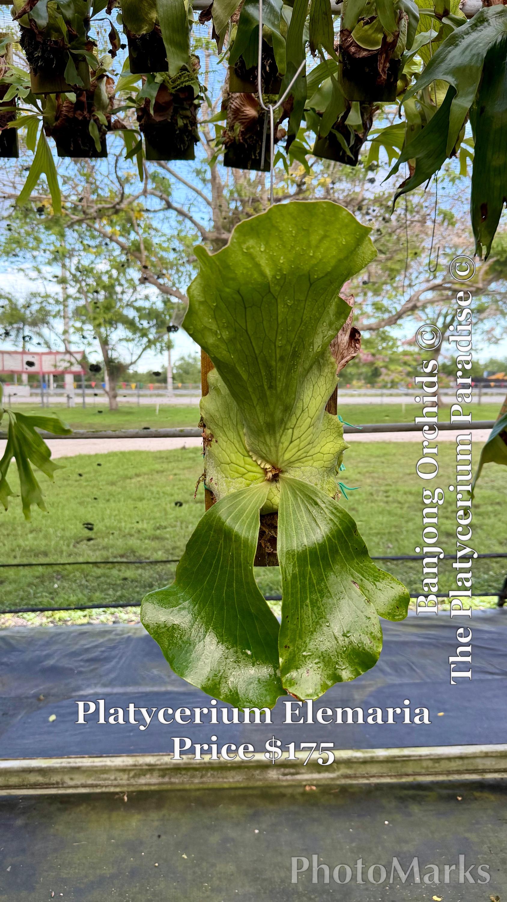 ESTABLISHED Platycerium Elemaria (hybrid) on Plaque - Etsy