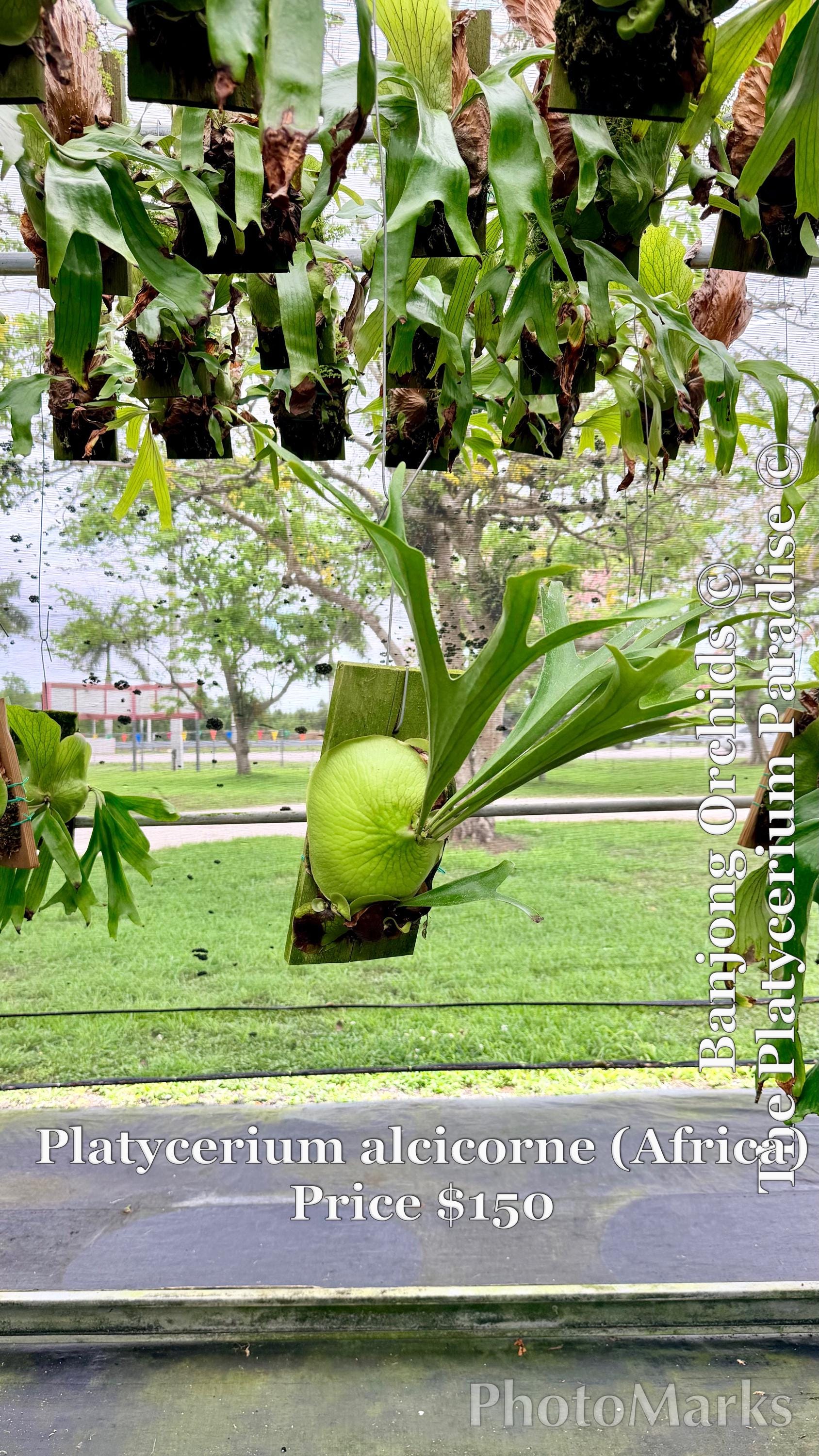 ビカクシダ　アフリカンオディティ（P.African Oddity） Platycerium | African sp. 'African oddity' 俺のビカクシダ