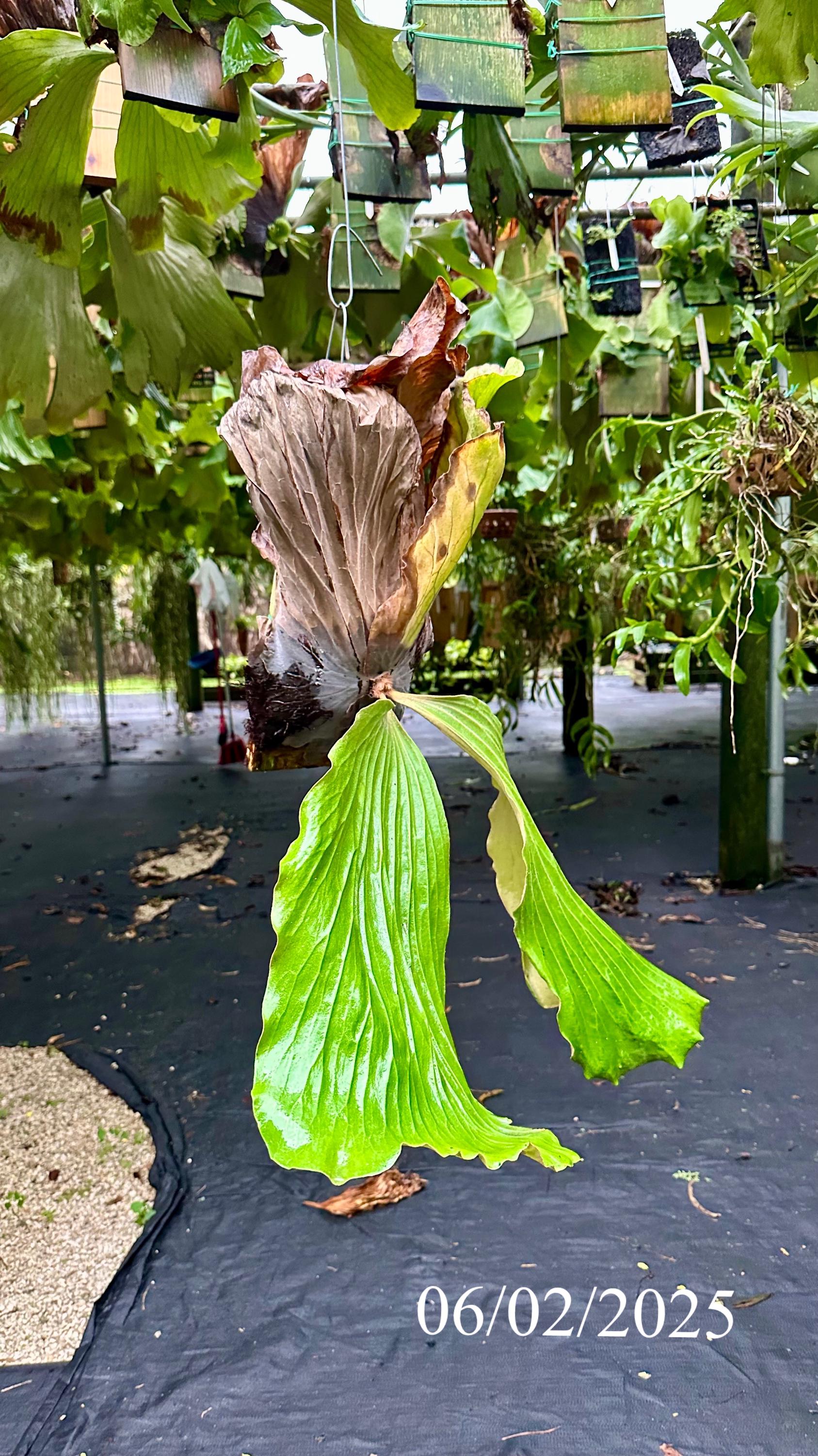 ライフダンクJB1 JB2 JB3 JD1 左右 漏れなし リアショックアブソーバー ライフダンクJB1 JB2 JB3 JD1 フロント サスペンション 左右