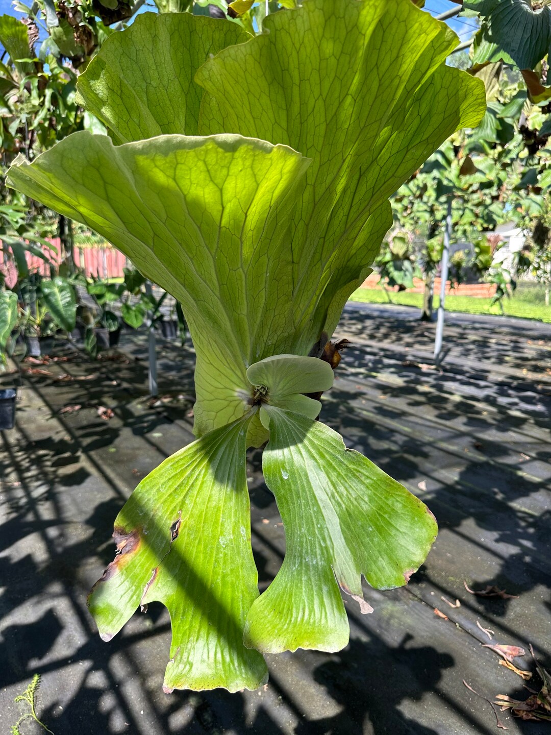 ビカクシダ ネプチューン platycerium Neptune （ビカクシダ