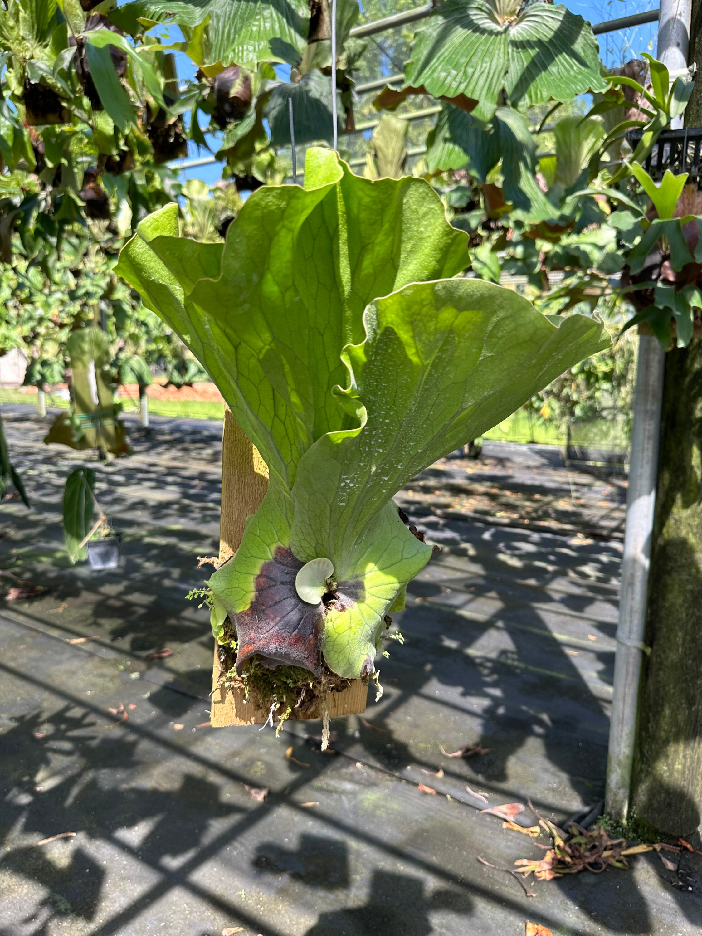 専用です。 Platycerium Neptune (p.stemaria x p.elephantotis) プラティ