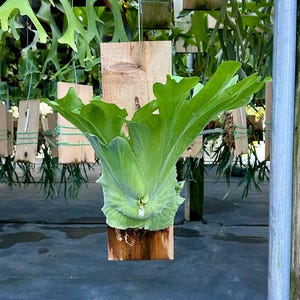 ESTABLISHED Platycerium grande on Plaque Size Medium