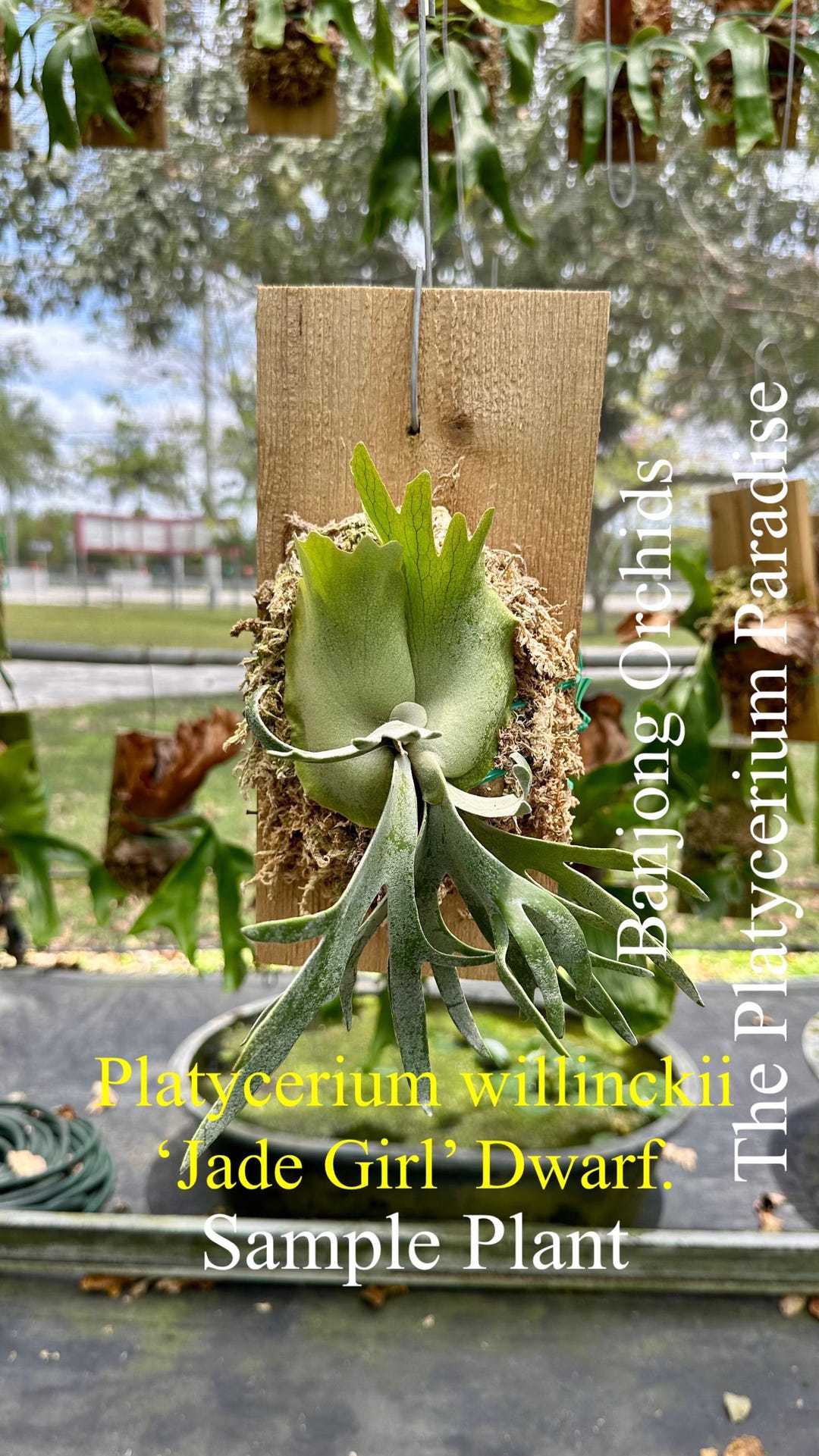 ESTABLISHED Platycerium Willinckii 'jade Girl' Dwarf on Treefern