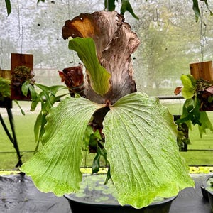 ESTABLISHED Platycerium elephantotis on Plaque Size XL