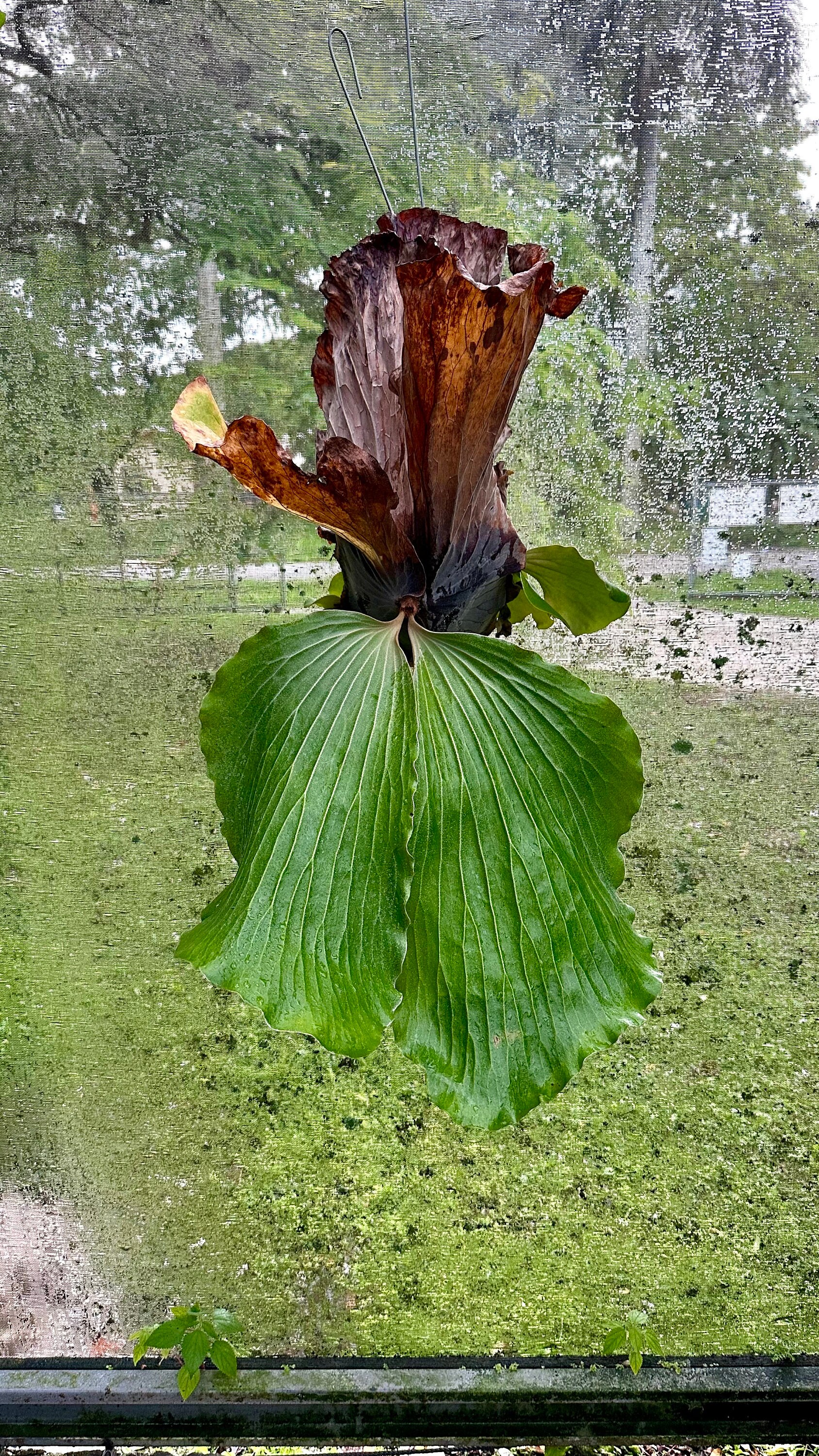 ビカクシダ P.willinckii Polaris ポラリス　子株　#2 ビカクシダ P.willinckii Polaris ポラリス 子株 #2 ビカクシダ P