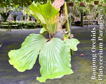 Established Platycerium Elephantotis Size Jumbo - Etsy