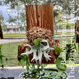 Platycerium Bacteria Dwarf - Etsy
